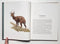 African Antelope