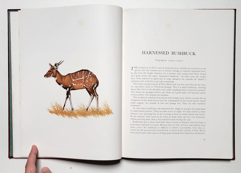 African Antelope