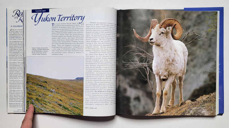 Return of Royalty: Wild Sheep of North America