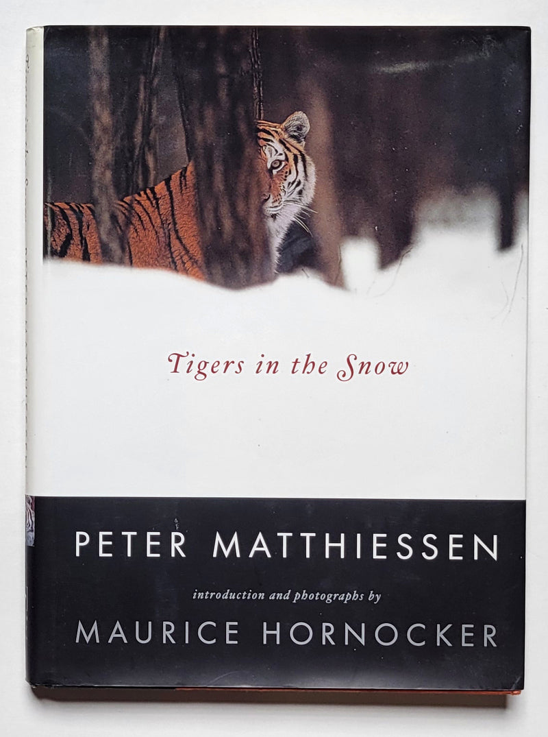 Tigers in the Snow