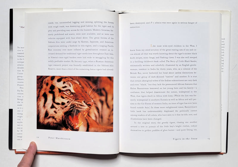 Tigers in the Snow