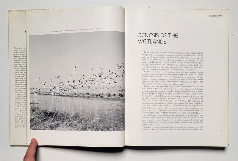 The Atlantic Flyway
