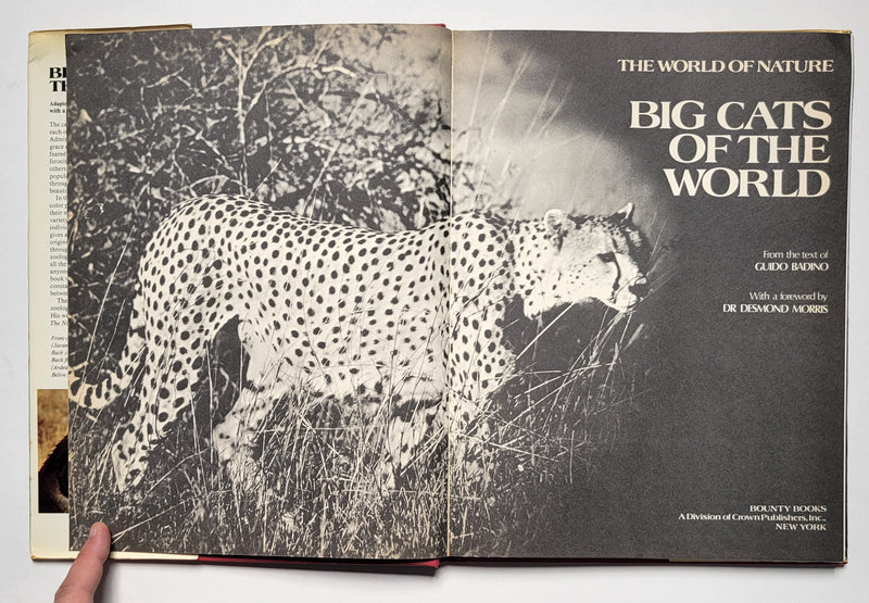 Big Cats of the World