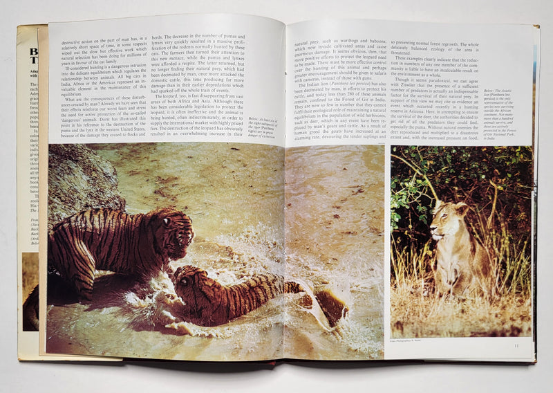 Big Cats of the World
