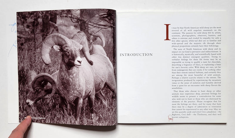 Ovis: North American Wild Sheep