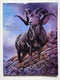 The Wild Sheep Journal