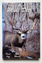 Wyoming’s Finest Mule Deer