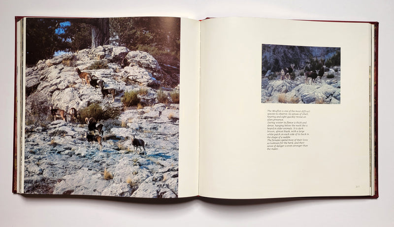 Big Game Hunting in Central and Southern Europe