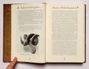 Journals of A. J. Stone