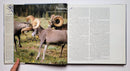 Return of Royalty: Wild Sheep of North America