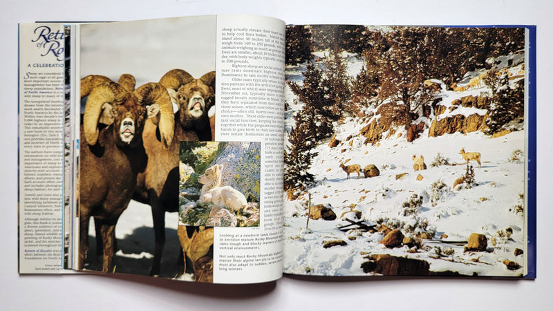Return of Royalty: Wild Sheep of North America