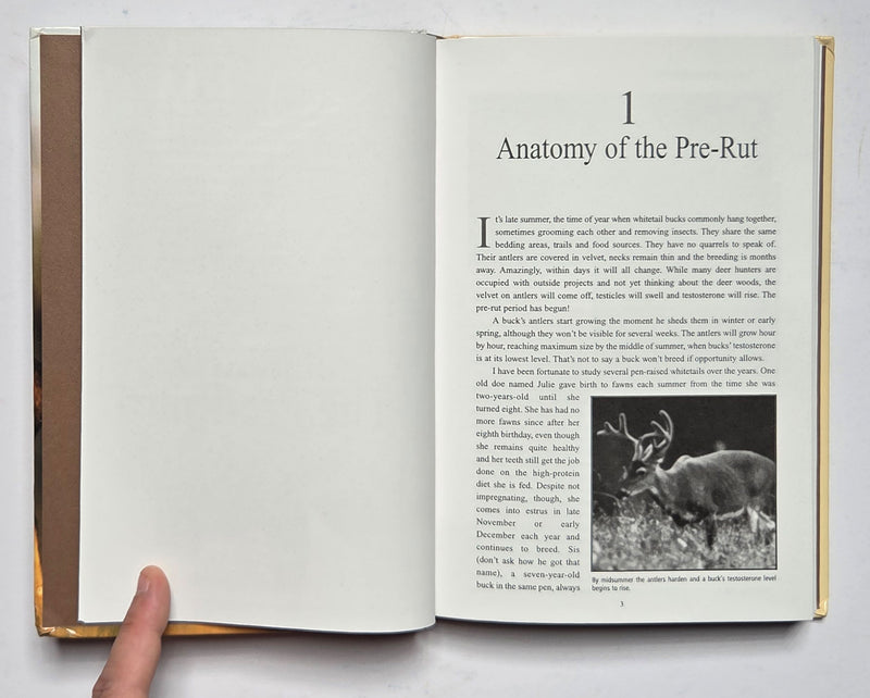 Hunting Rutting Bucks