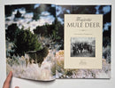 Majestic Mule Deer