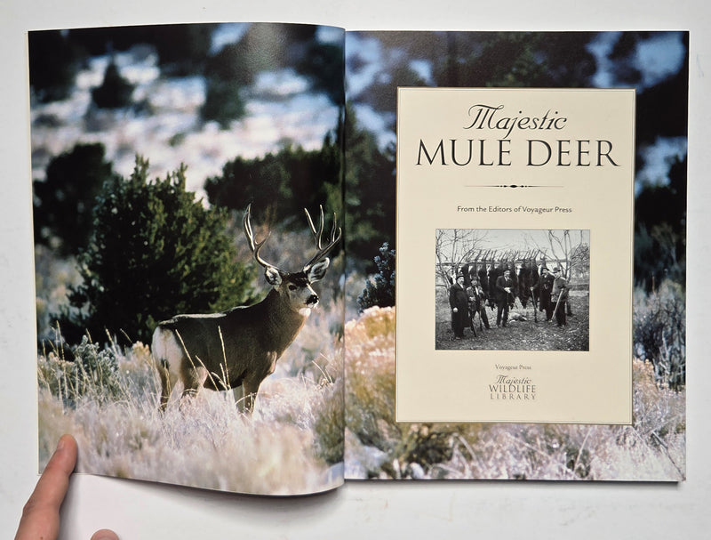 Majestic Mule Deer