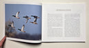 Flyways: A Celebration of Waterfowl and Wetlands