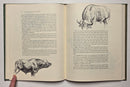 Classic African Animals: The Big Five