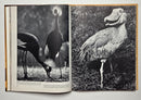 The Land and Wildlife of Africa