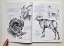 Mountain Royalty: Artist’s Reference Guide to North America’s Wild Sheep & Mountain Goats