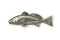 Redfish Pewter Pin