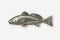 Redfish Pewter Pin