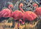 A Flamboyance by Hilarie Lambert