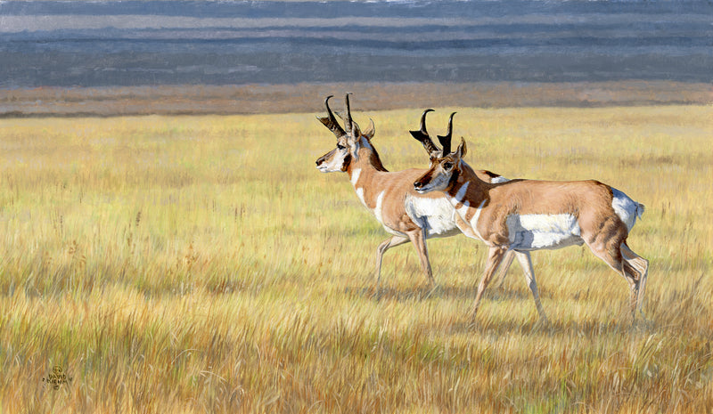 Prairie Bucks by Dave Kiehm