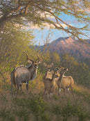 Spiral Horns by Michael Sieve