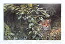The Rains – Tiger by John Seerey-Lester - Artist's Proof
