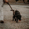 Whiskey Dog Leash