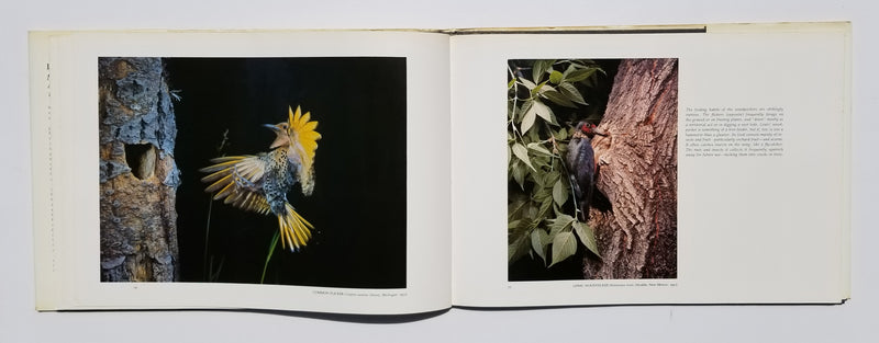 Eliot Porter: Moments of Discovery: Adventures with American Birds