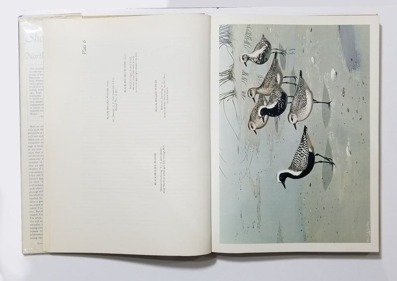 The Shorebirds of North America