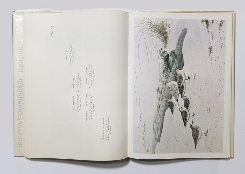 The Shorebirds of North America