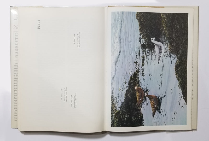The Shorebirds of North America