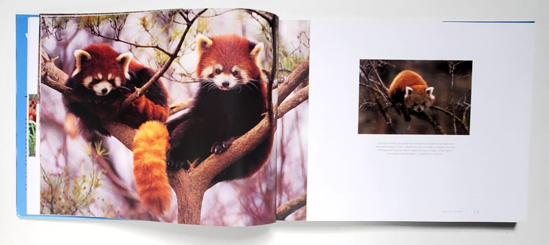Wild Asia: Spirit of A Continent