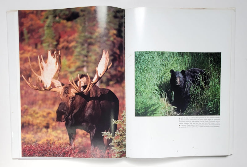 Alaskan Wildlife
