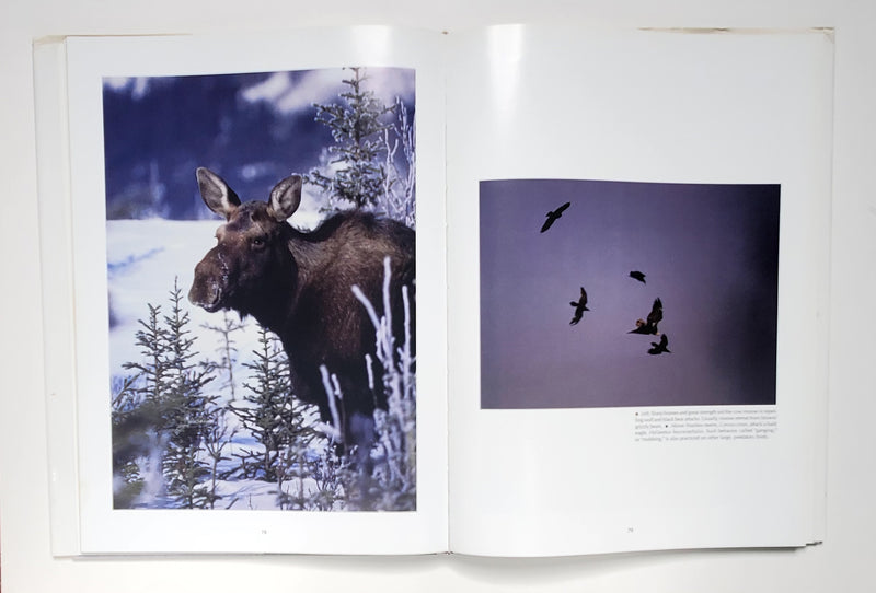 Alaskan Wildlife