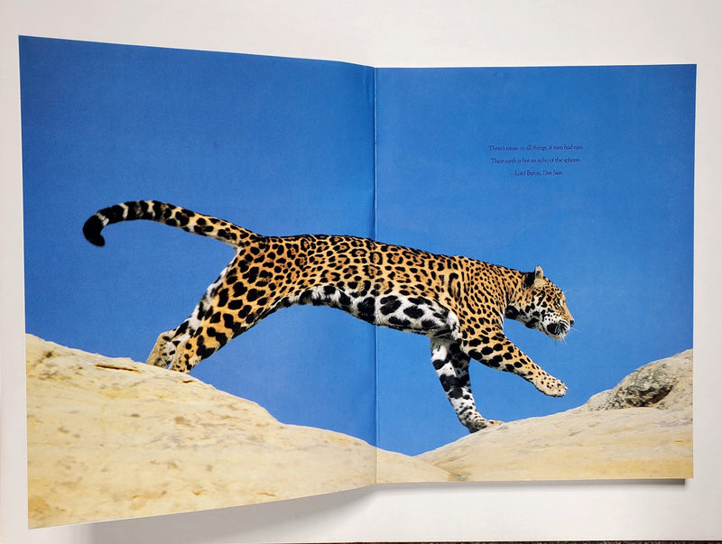 Big Cats: Kingdom of Might