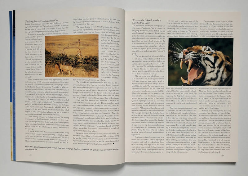 Big Cats: Kingdom of Might