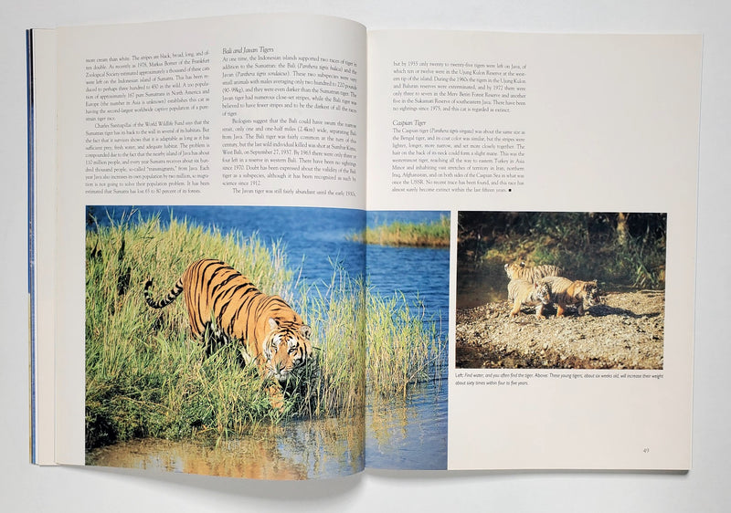 Big Cats: Kingdom of Might