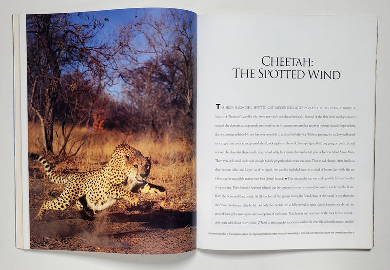 Big Cats: Kingdom of Might