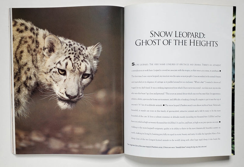 Big Cats: Kingdom of Might