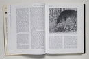 Deer & Deer Hunting: Book 3