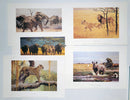 Classic African Animals: The Big 5, 1973 First Edition
