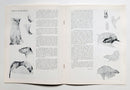 Carl Rungius: An Artist's View of Nature