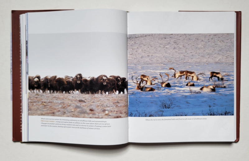 A Thousand Trails Home: Living with Caribou