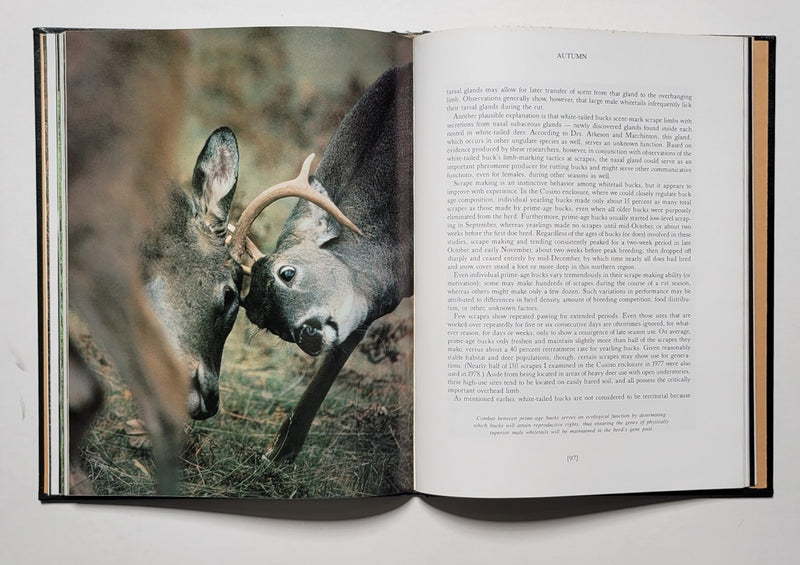 Whitetail Country: The Photographic Life History of Whitetail Deer