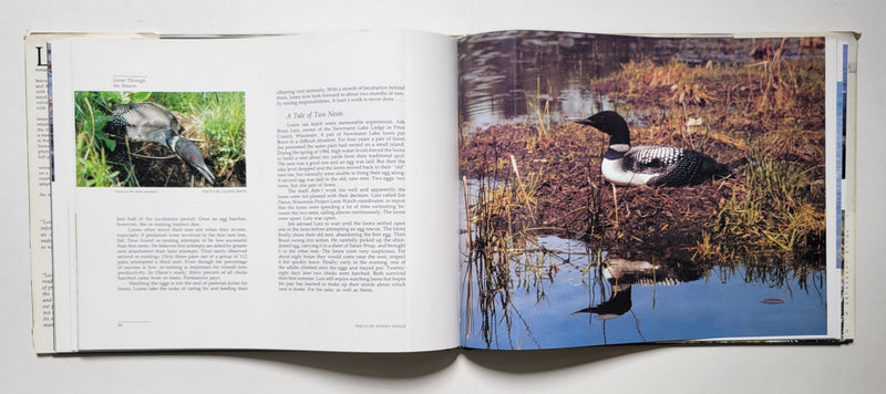 Loon Magic