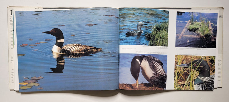 Loon Magic