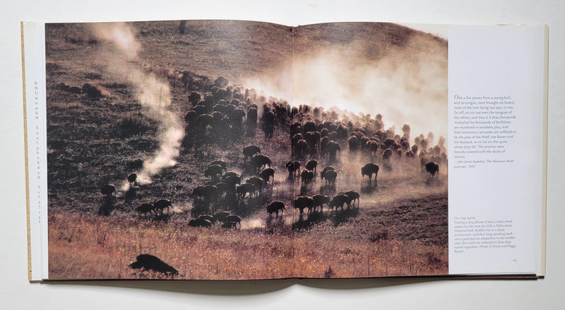 Buffalo Nation: History and Legend of the North American Bison