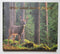 White-Tailed Deer in Finland